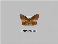 藏品(尺蛾294)的圖片